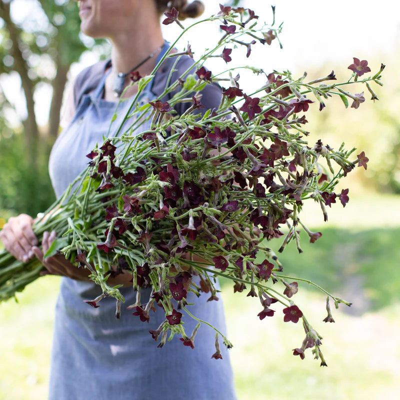 Nicotiana Bronze queen
