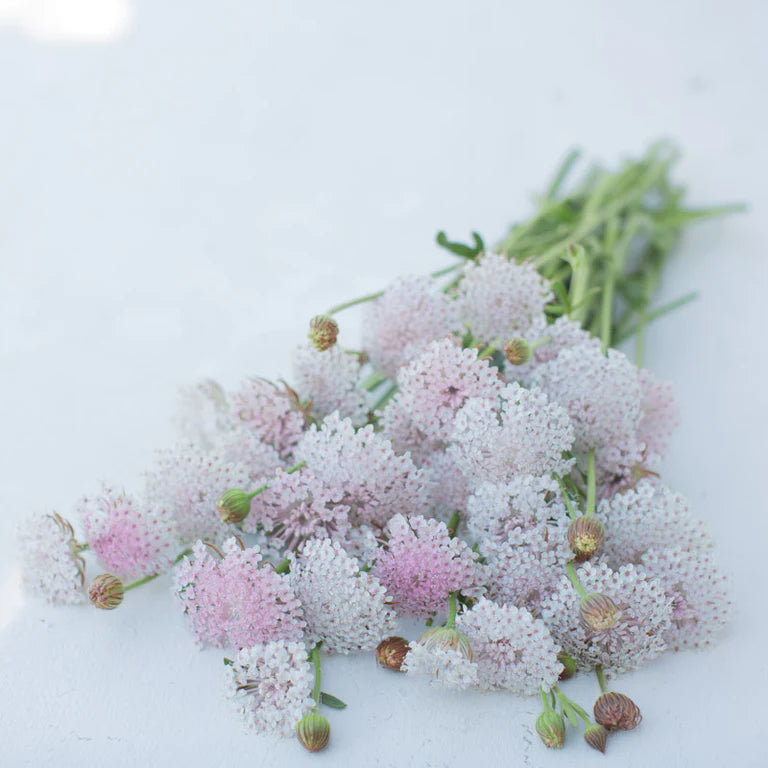 Lacy pink