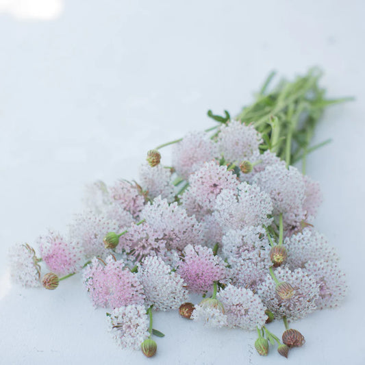 Lacy pink