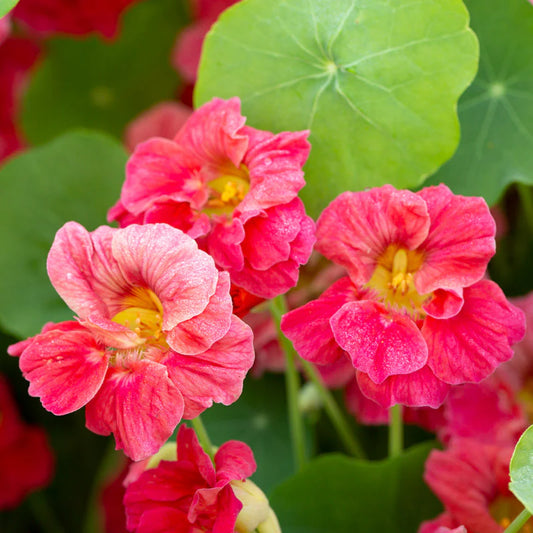 NASTURTIUM CHERRY ROSE JEWEL
