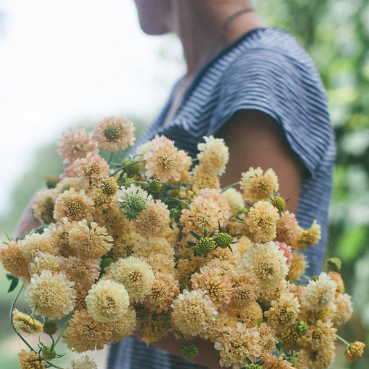 Scabiosa atropurpurea 'Fata Morgana"