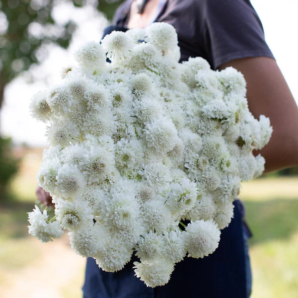 Scabiosa SNOWMAIDEN,