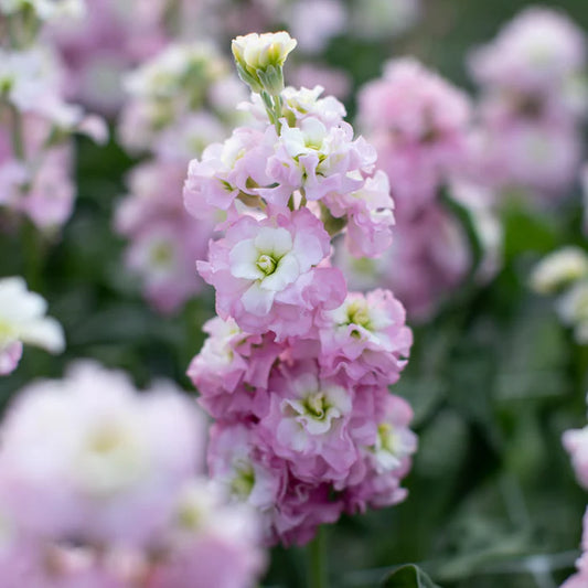 StOcKs SPRAY ANTIQUE PINK