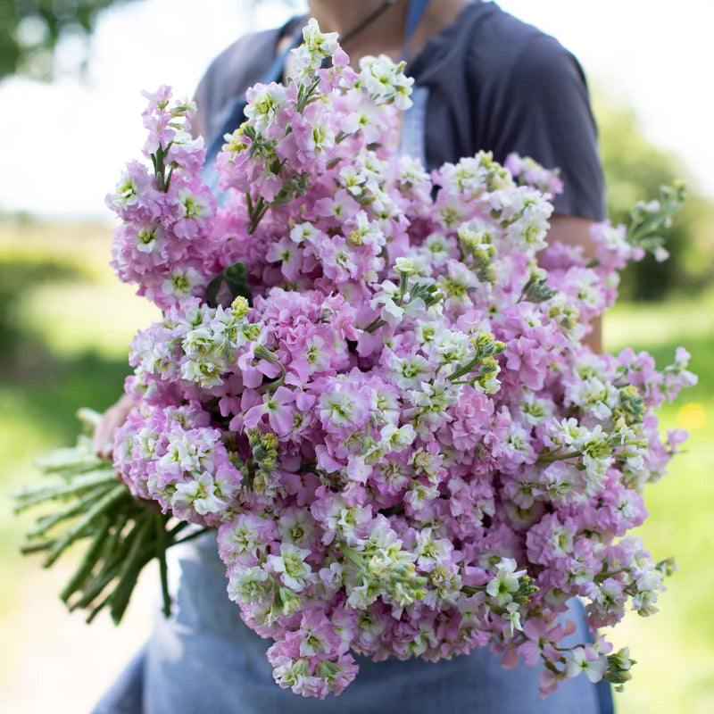 StOcKs SPRAY ANTIQUE PINK