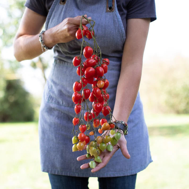 TOMATO SWEETHEART CHERRY
