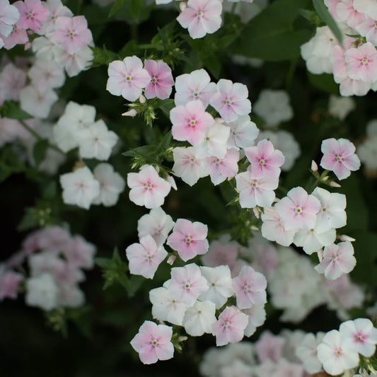Phlox drummondii grandiflora 'Blushing Bride-