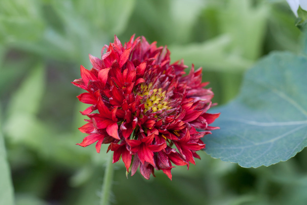 Gaillardia 'Red Plume
