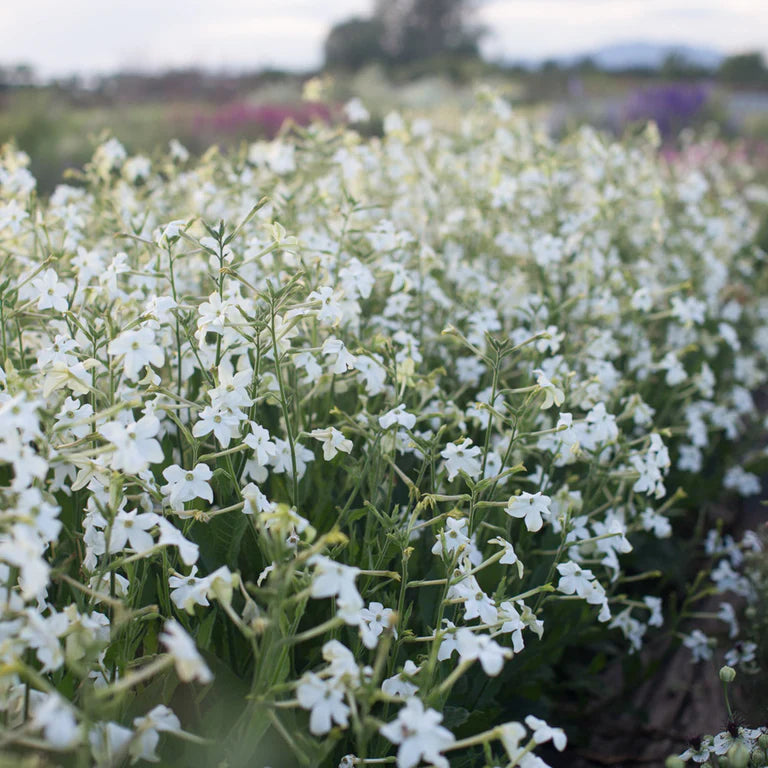 Nicotiana Grandiflora