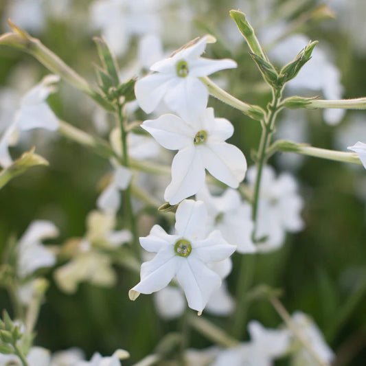 Nicotiana Grandiflora