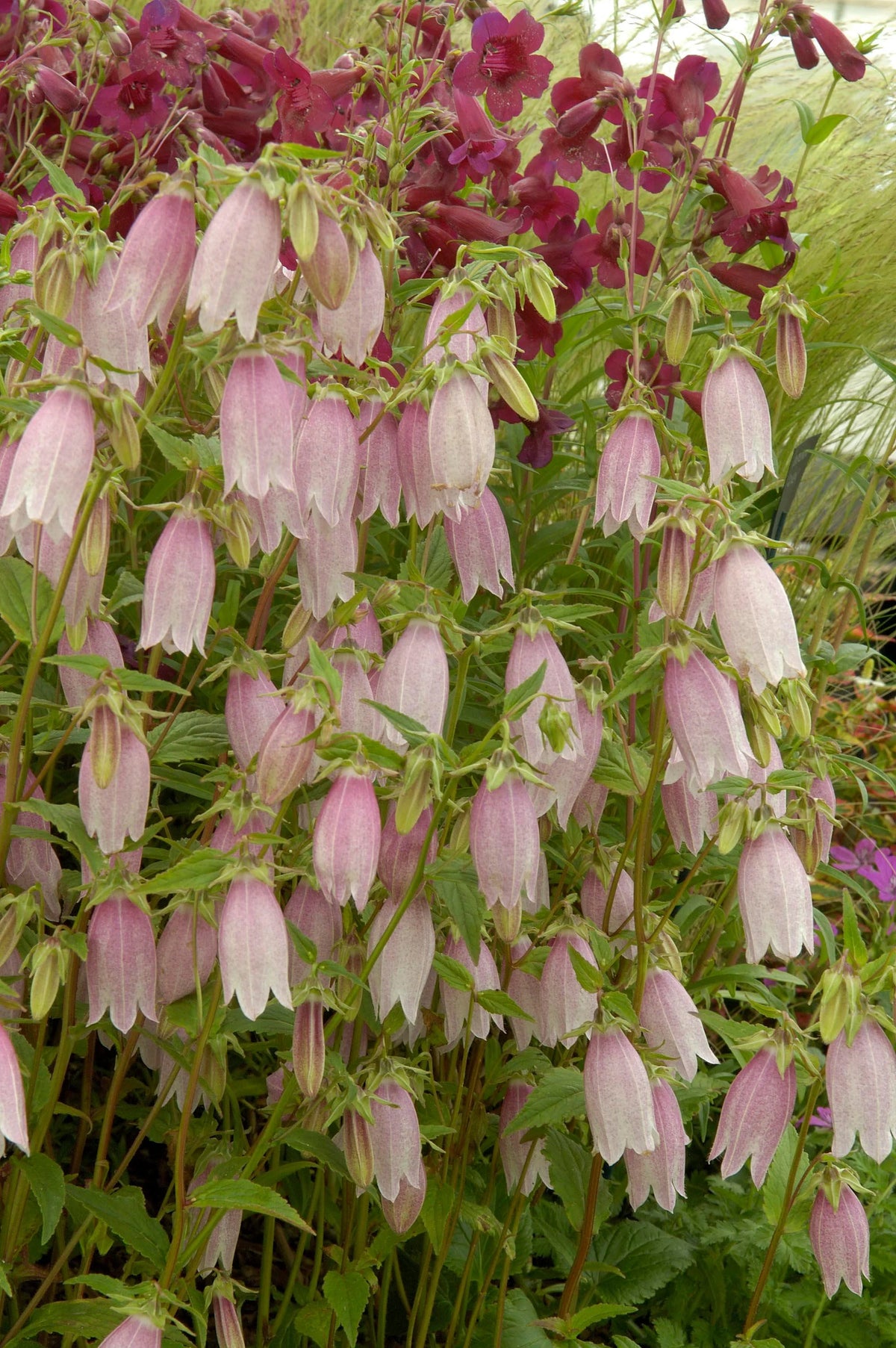 Campanula takesimana Korean Bellflowe
