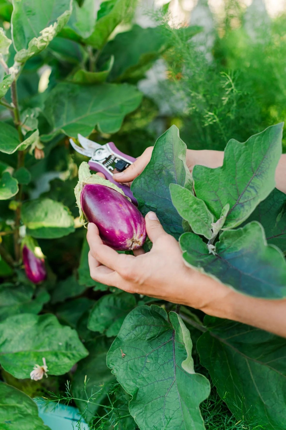 Eggplant Rosita