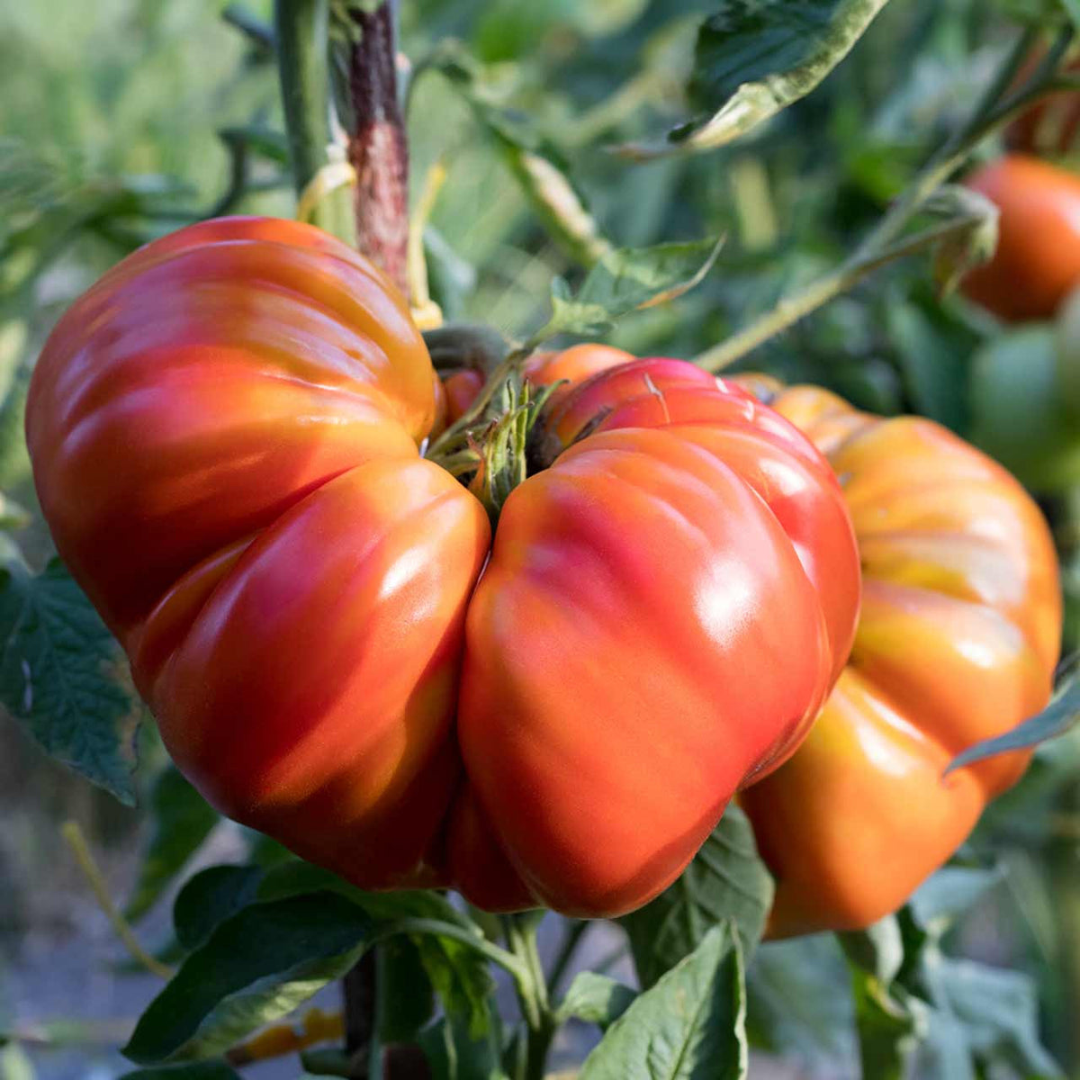 TOMATO GERMAN PINK