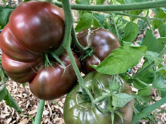TOmATO CHEROKEE PURPLE