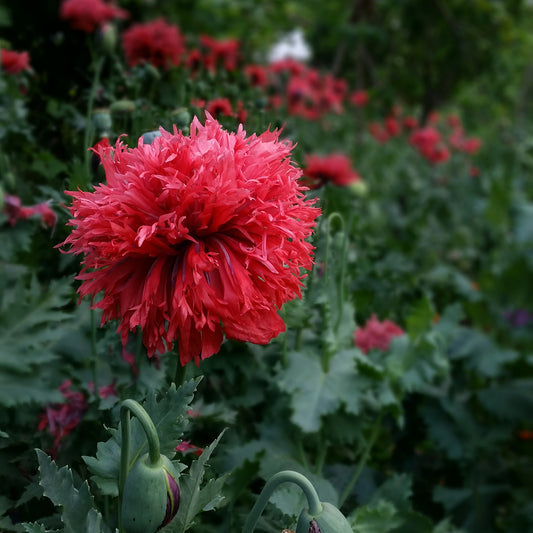 POpPY CRIMSOn FEATHERS