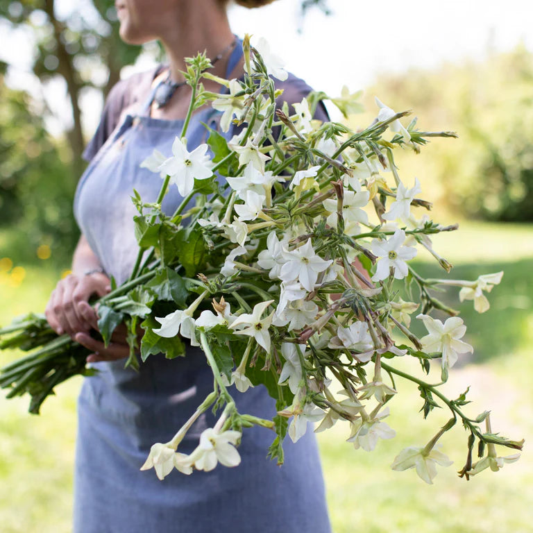 Nicotiana Grandiflora