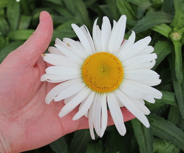 shasta Daisy marguerite starburst,