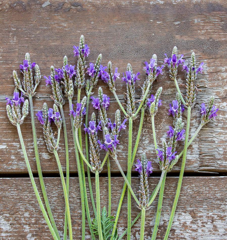 Lavendula Spanish eyes