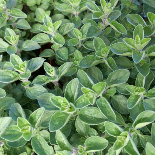 المرقدوش Marjoram