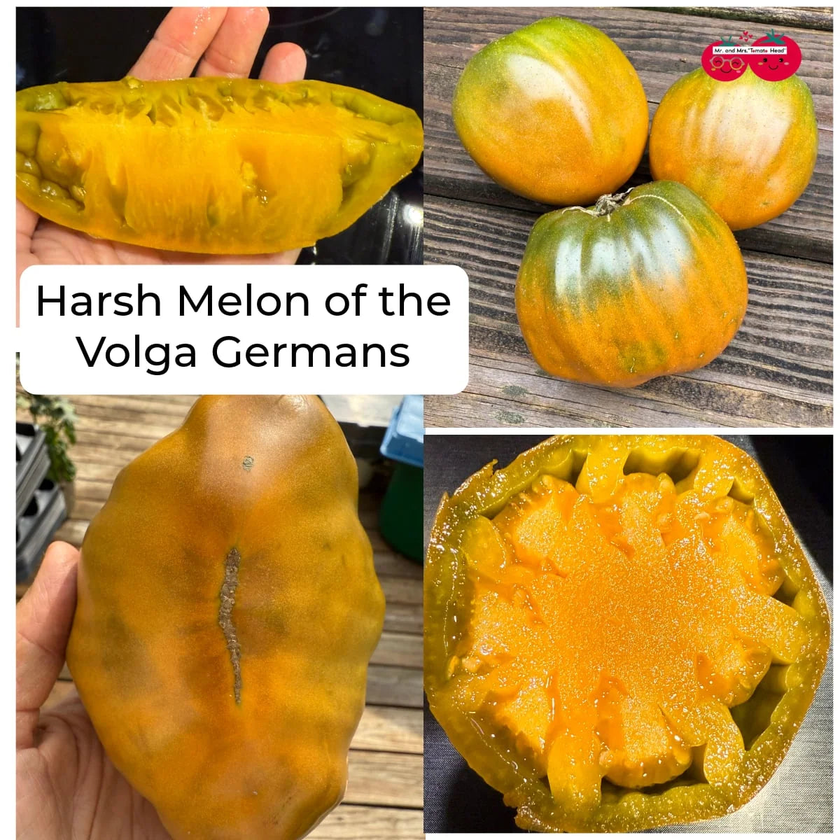 The Harsh Melon of the Volga Germans