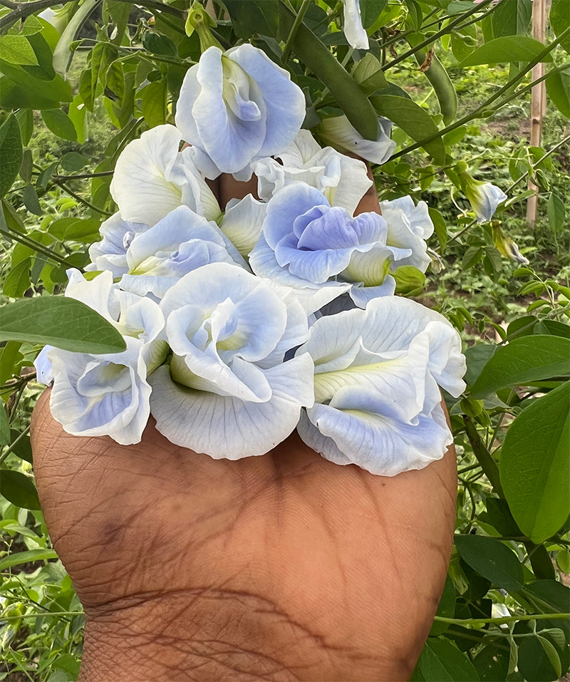 BUTTERFLY PEA THAI DOUBLE SKY BLUE