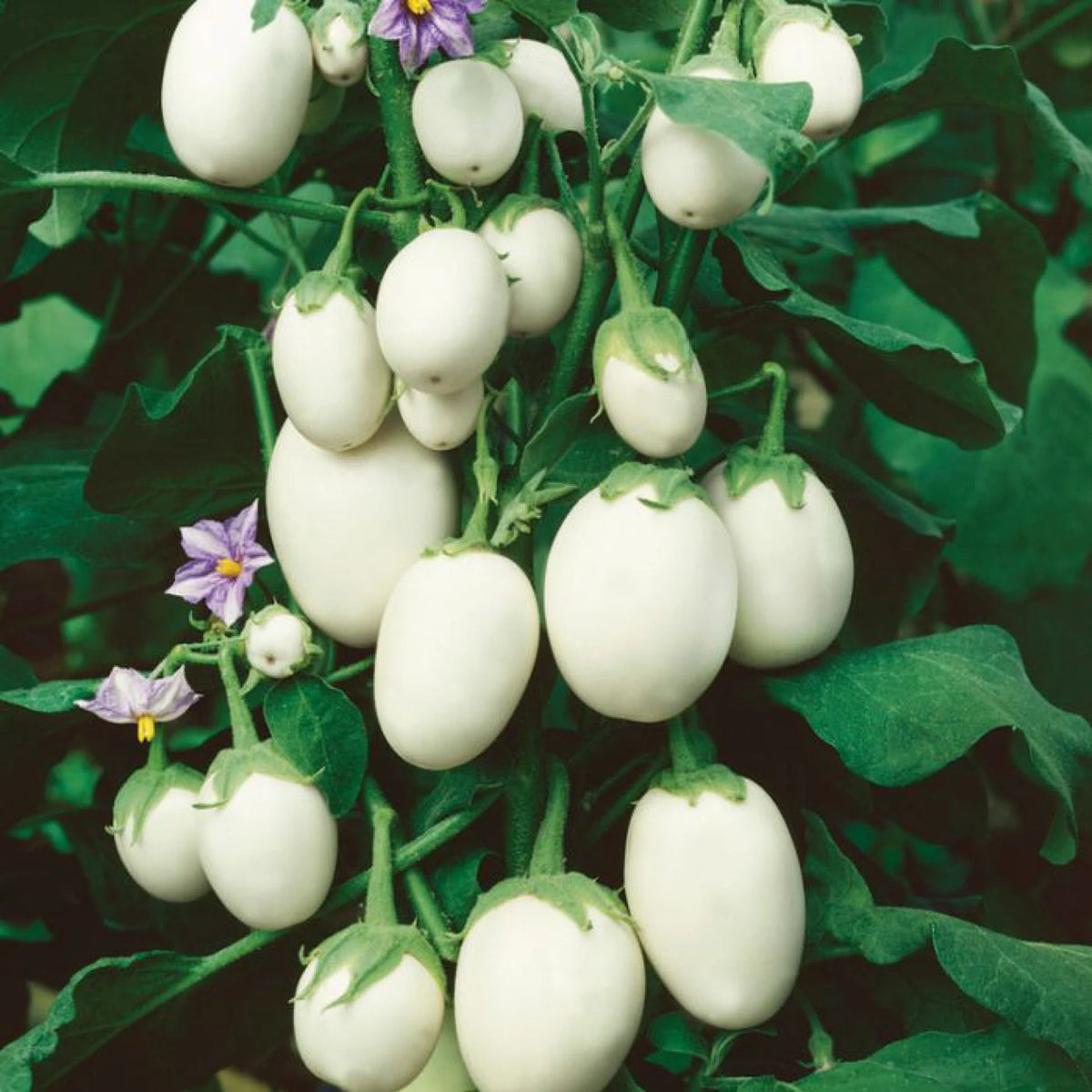 EGGPLANT JAPANESE WHITE EGG