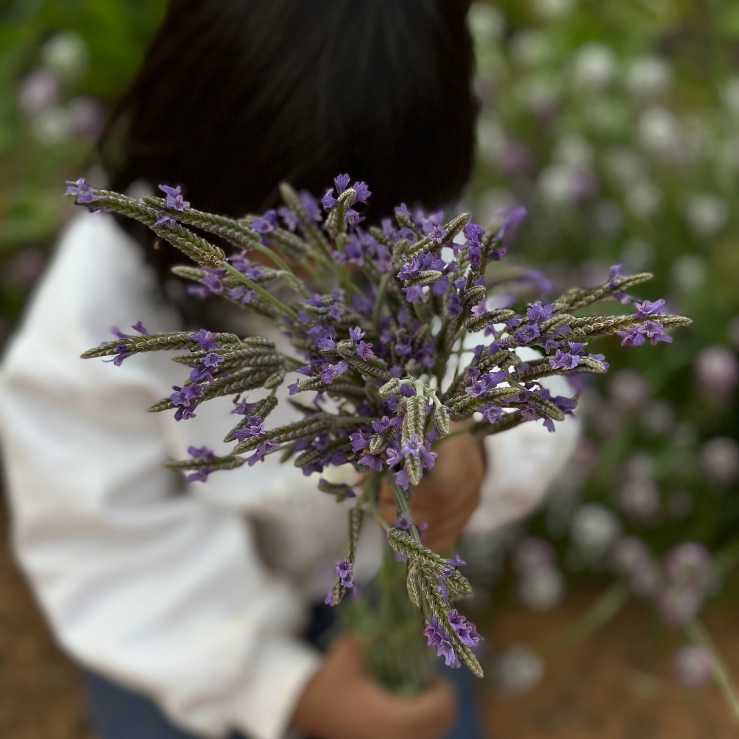 LAVENDER ORIGANO