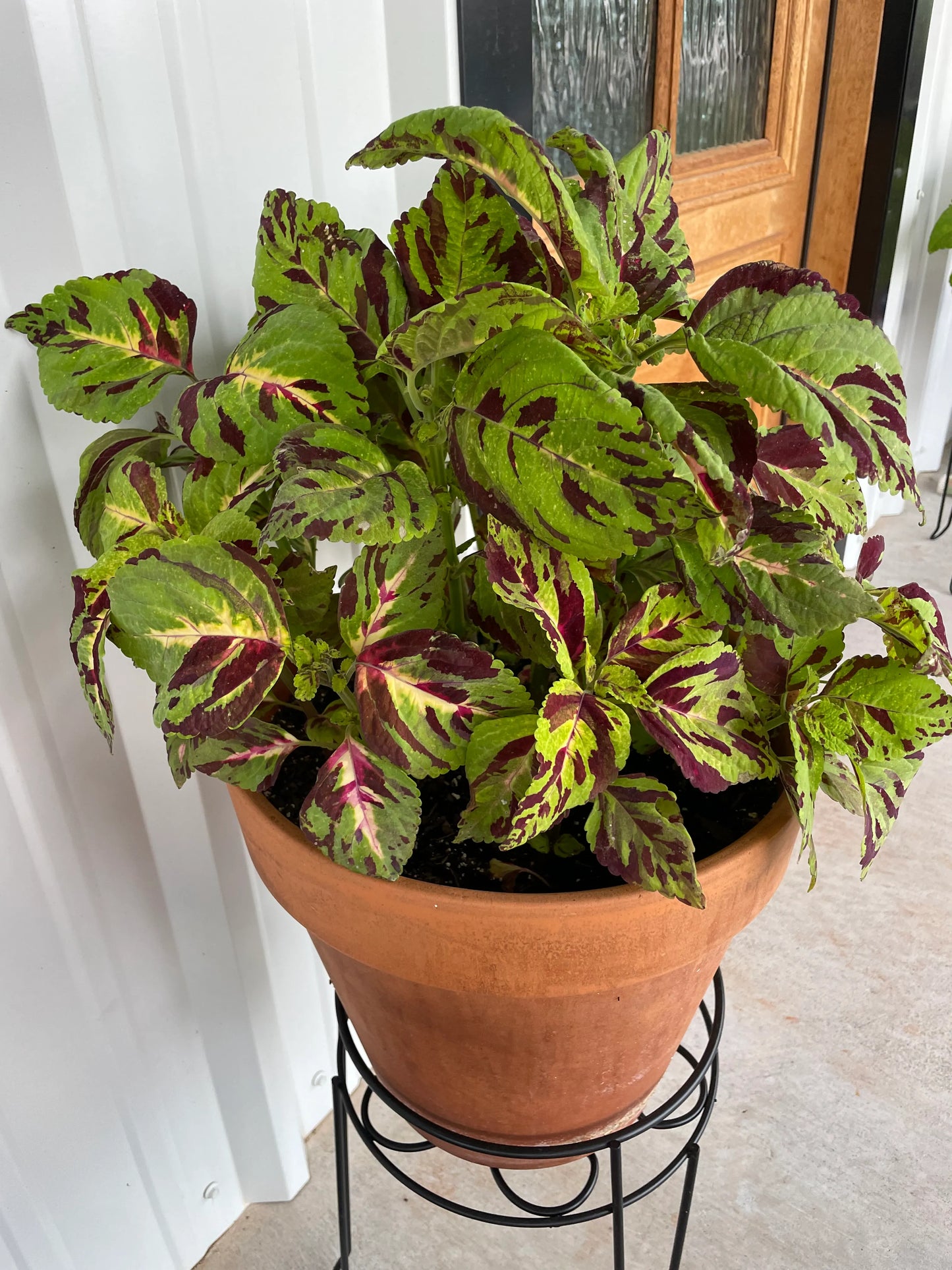 COLEUS FOLIA MosAIg