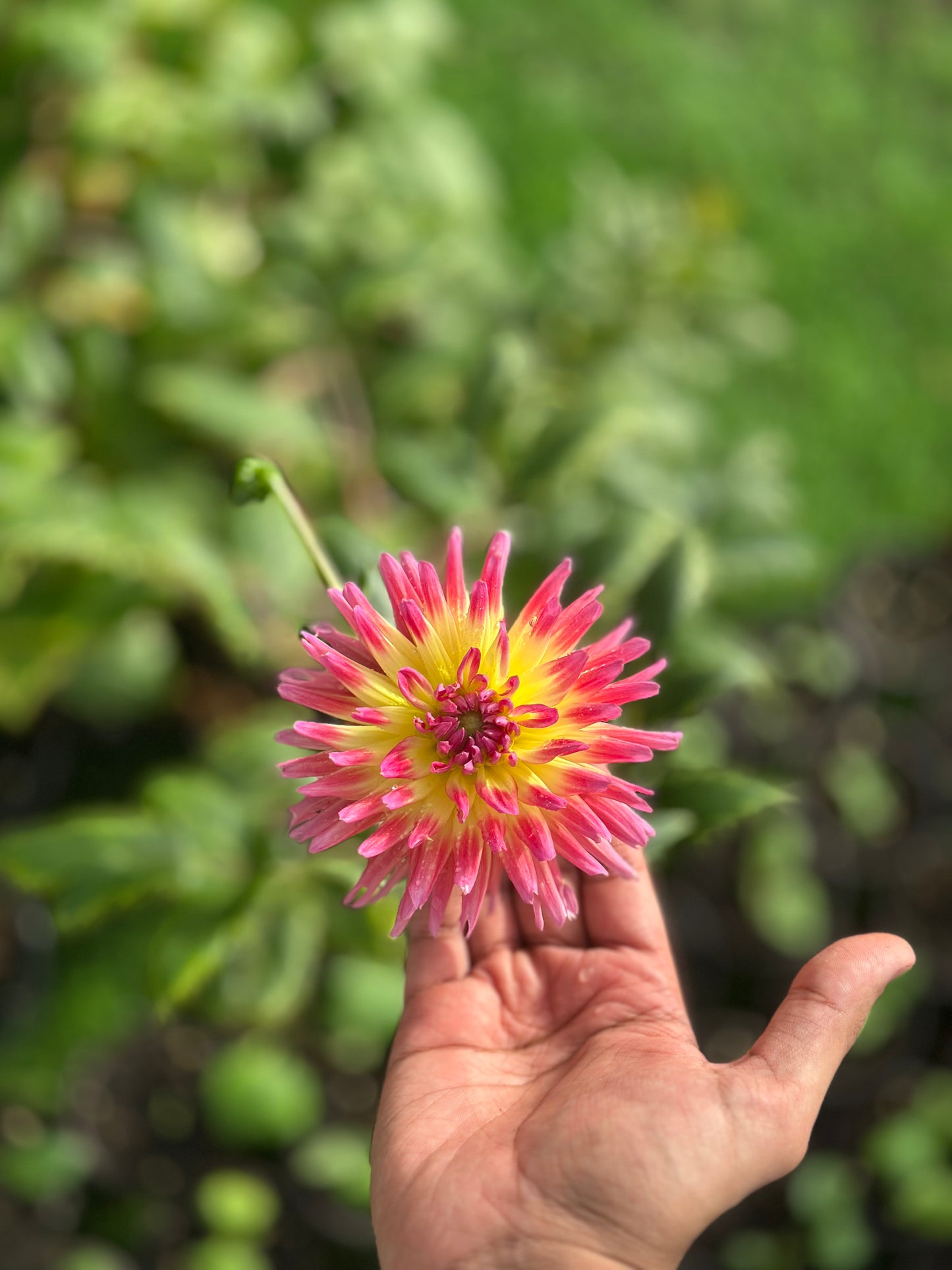 Dahlia 'Karma Sangria'