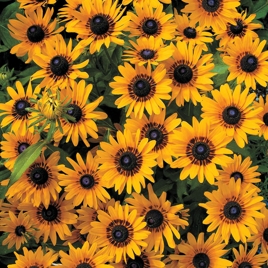 Rudbeckia Denver Daisy