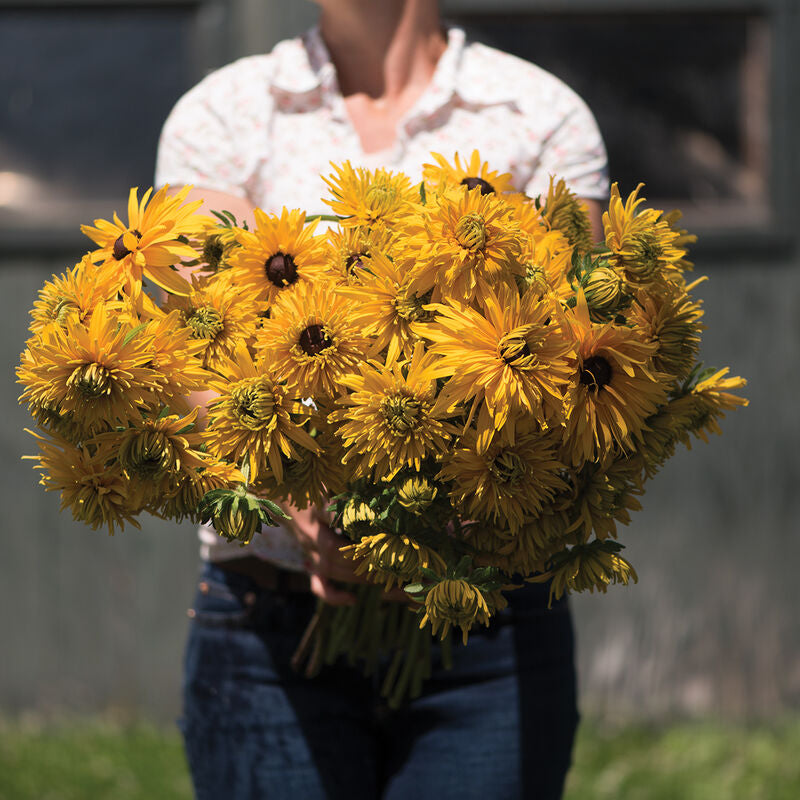 Gloriosa Double Daisy Rudbecks