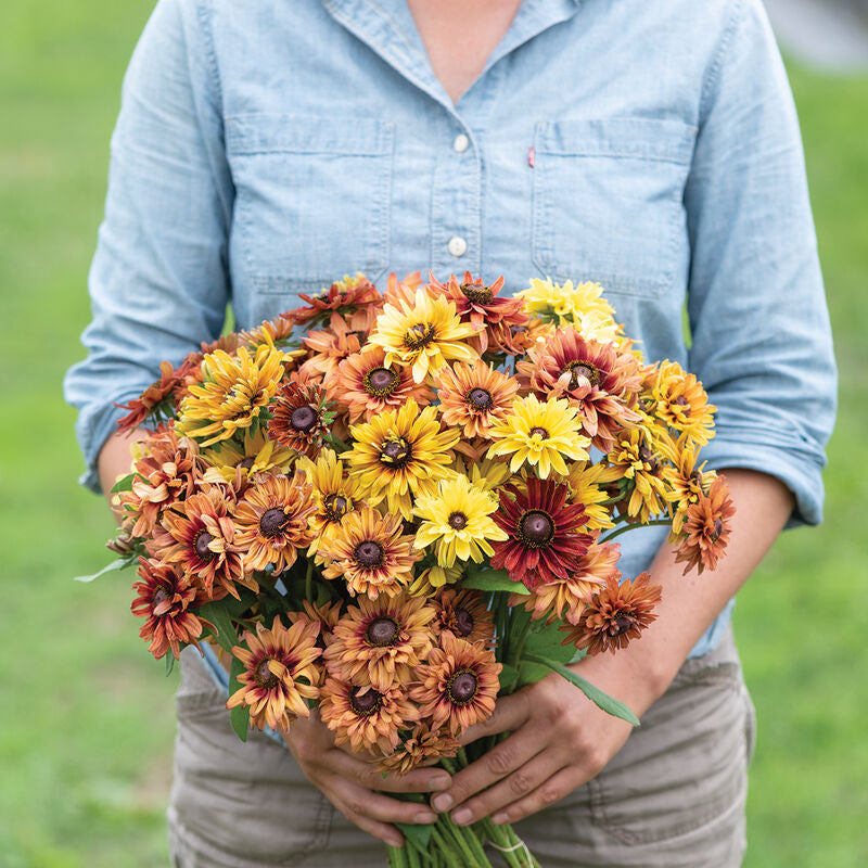 RUDBECKIA SAHARA