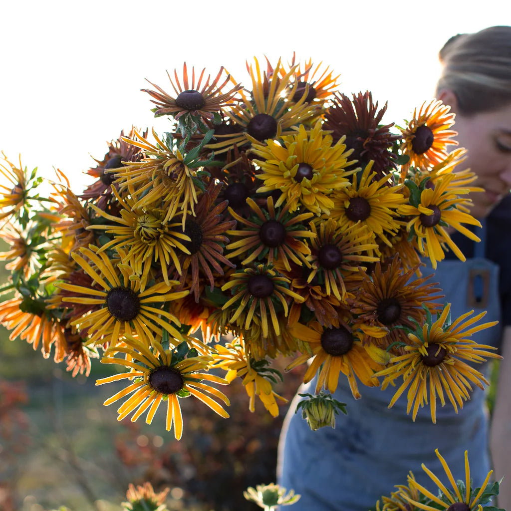 RUDBECKiA CHIM CHIMINEE