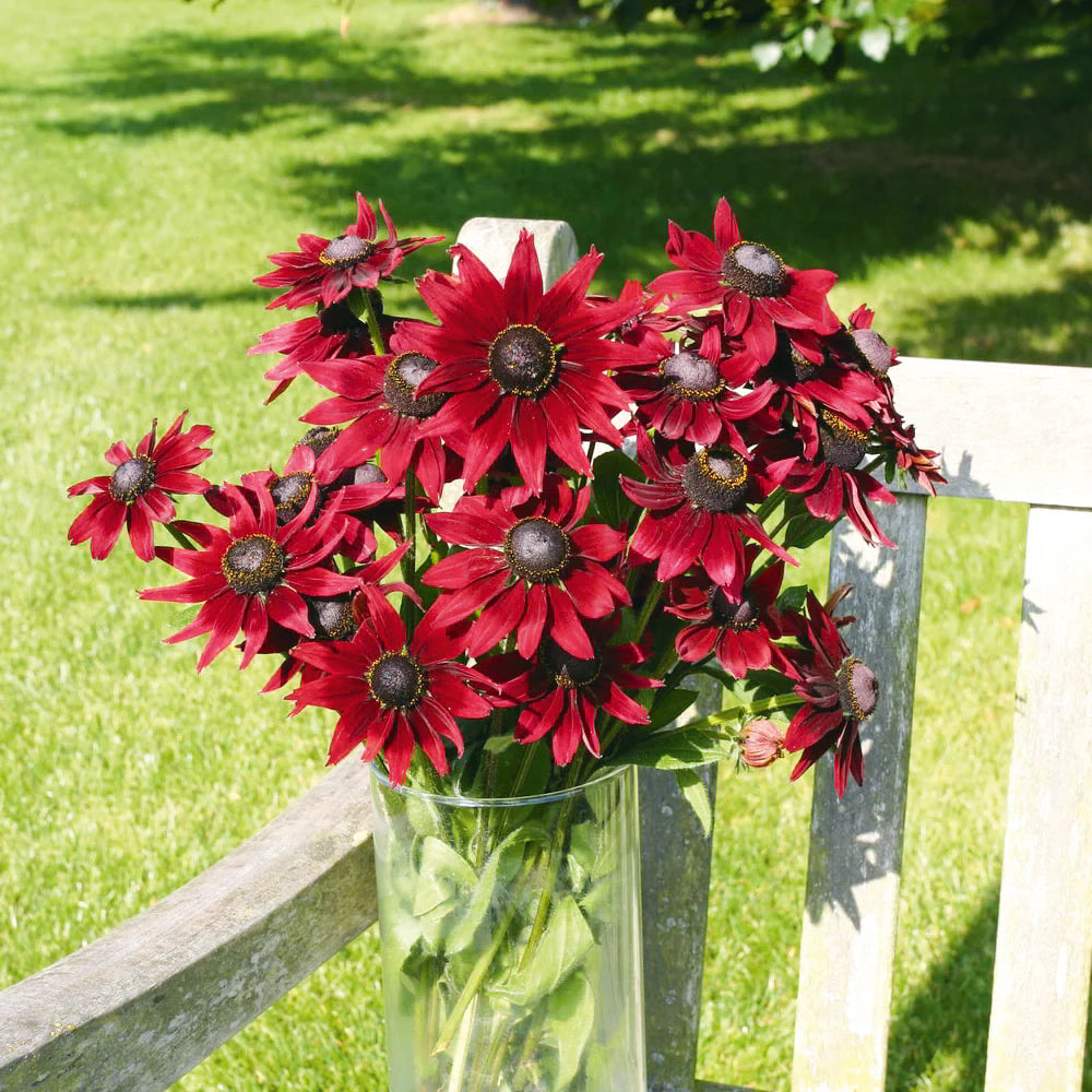 RUDBECKIA CHERRY BRAMY