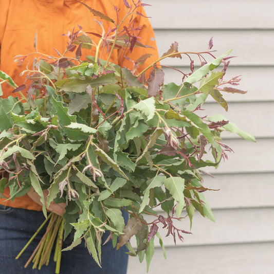 Lemon bush Eucalyptus