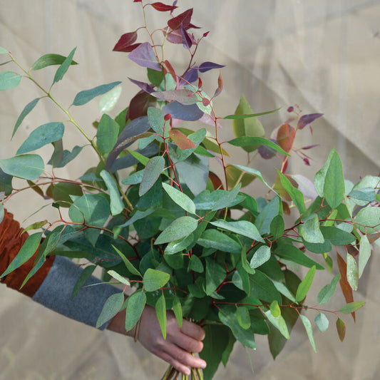 Tereticornis Eucalyptus