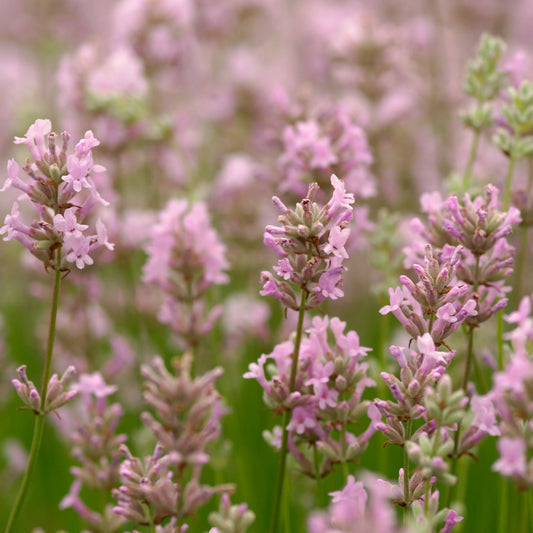 elegance pink lavender