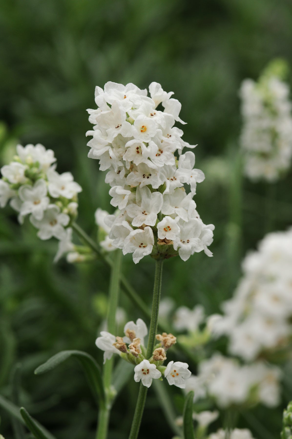 elegance white lavender