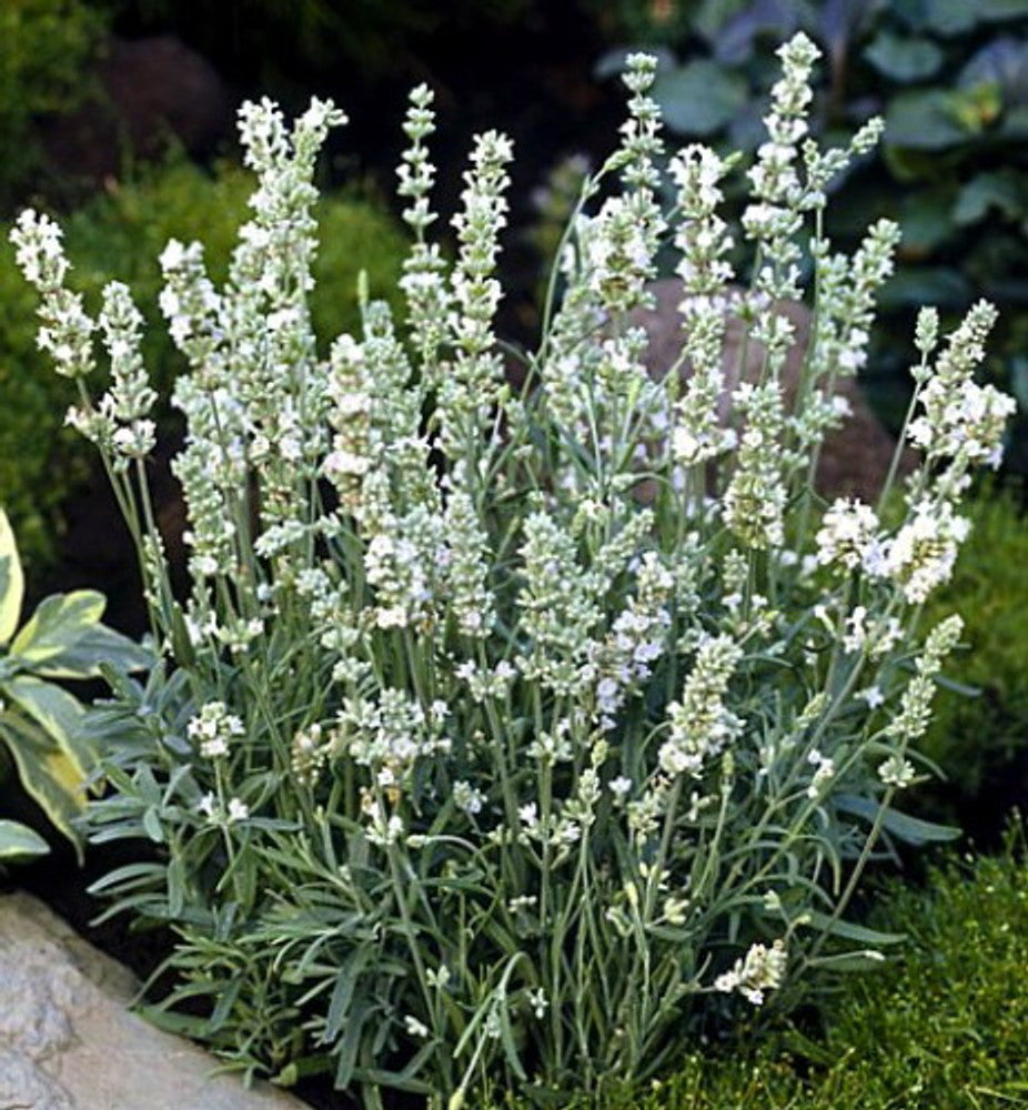 elegance white lavender