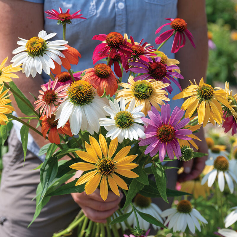 Paradiso tall mix Echinacea