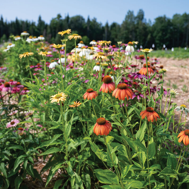 Paradiso tall mix Echinacea