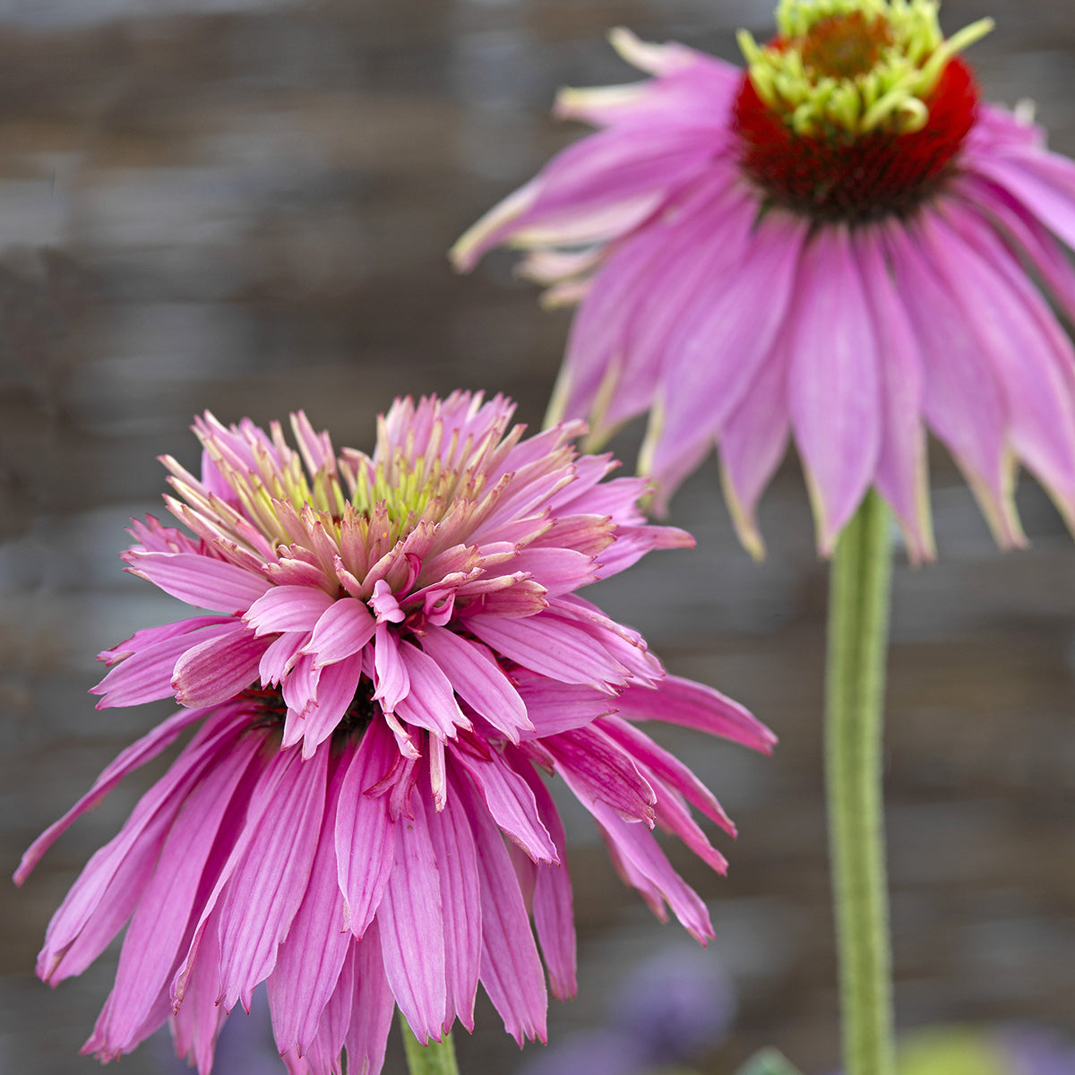 echinacea  double