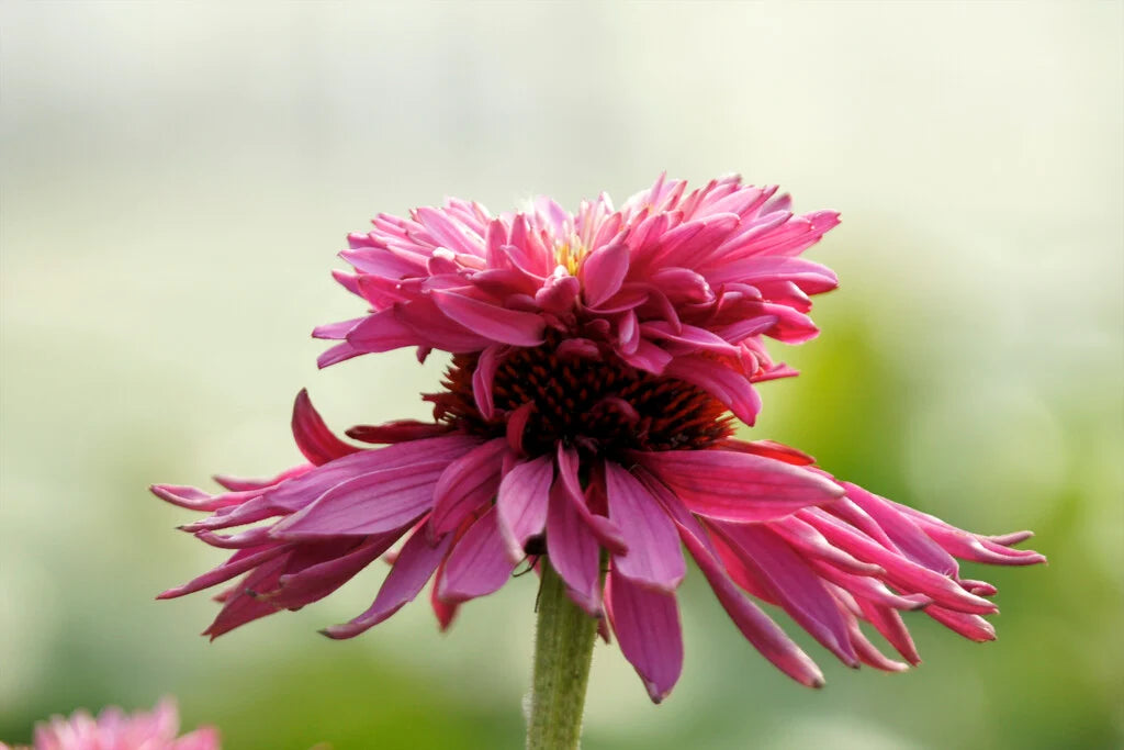 echinacea  double