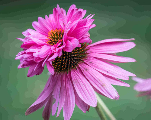 echinacea  double