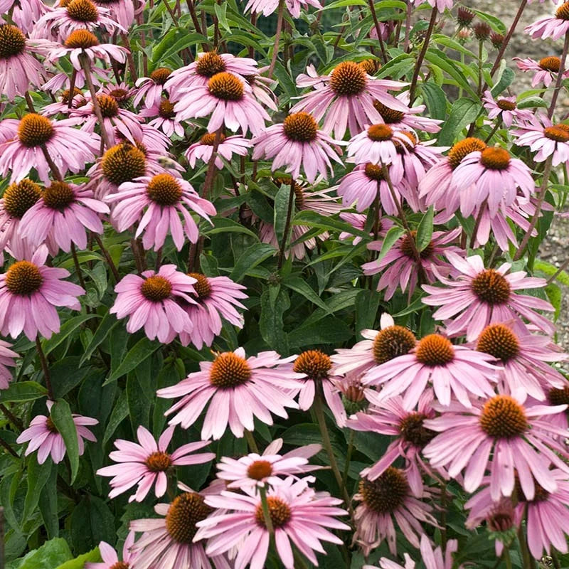 echinacea magnusl