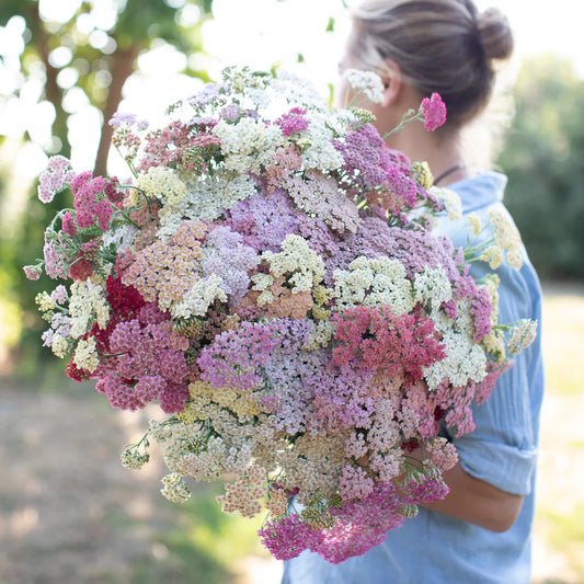 Summer pastel Yarrow