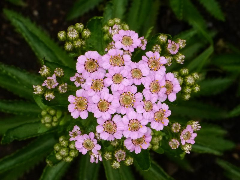 Yarrow love parade