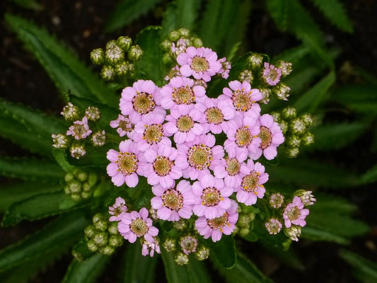 Yarrow love parade