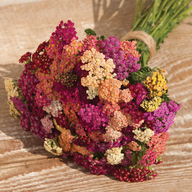 Colorado Yarrow