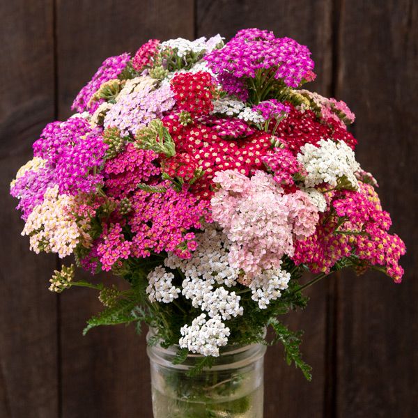Colorado Yarrow