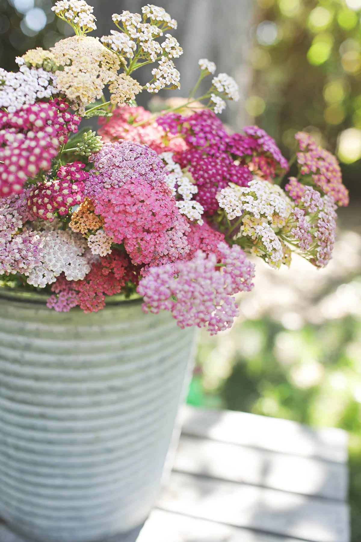 Summer berries Yarrow